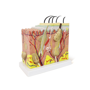Modèles médicaux ADA modèle de peau en PVC de vente chaude en tailles de vie 35x 50x 70x pour l'enseignement médical - Product Image 2