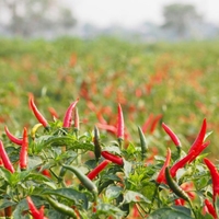 Piment vert frais de haute qualité du Vietnam, herbe épicée à traitement brut, très demandé pour l'exportation