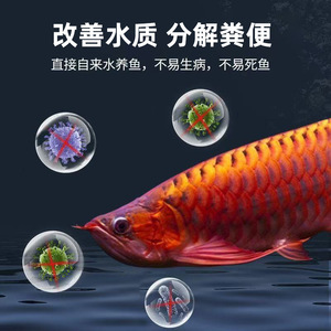 Bacterias Nitrificantes Shandong 2.3L de Alta Actividad para la Estabilización de la Calidad del Agua del Acuario - Product Image 2