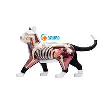 Modèle d'anatomie animale de chat simulé en 28 parties pour la science médicale, cadeau pour enfants, ressource pédagogique CE/ISO
