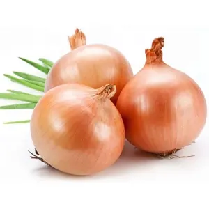 High Quality Fresh Yellow Onion/ Red Onion with cheap price per ton from Jufu - New harvest