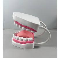 Modèle dentaire oral MAC-YJ30, modèle anatomique de caries chez l'enfant, prothèse MAXCARE en résine PVC, pour l'enseignement de la brossage en maternelle