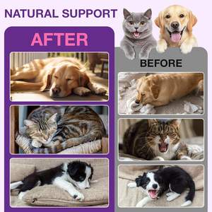 OEM/ODM ผลิตภัณฑ์เสริมอาหารสำหรับสัตว์เลี้ยงแบบหยดสำหรับสุนัข แบรนด์ส่วนตัว เมลาโทนินชนิดน้ำ ช่วยให้นอนหลับดีขึ้น ปรับปรุงคุณภาพการนอนหลับ - Product Image 3