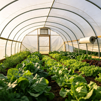 Serre tunnel à simple travée en acier galvanisé à faible coût avec film PE pour l'agriculture