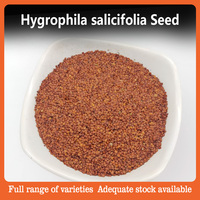 Graine de Hyoscyamus Niger L / Graine de Nardes 	 Hyoscyamus Niger L.