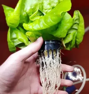 Chậu Lưới Nhựa Thủy Canh Giỏ Lưới Nồi Lộn Xộn Cốc Lưới 3Inch Lưới Không Đất Thủy Canh - Product Image 5