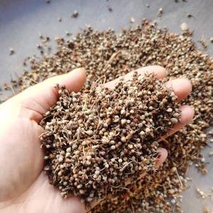 Bodhi seme <span class=keywords><strong>di</strong></span> tè imperiale tiglio fiore essiccato e sano tipo <span class=keywords><strong>di</strong></span> lavorazione grezza consegna diretta - Product Image 5