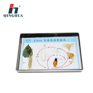 Tableta de Historia Vida del Gusano de Seda Qinghua: Muestra del Ciclo de Vida del Gusano de Seda, Material Didáctico Experimental de Biología para Escuelas Secundarias y Preparatorias - Product Image 3