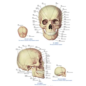 Menschliche anatomische Diagramme Wirbelsäulen schädel anatomie Atmungs system Gehirn zirkulation system Harn system Bildungs ausrüstung