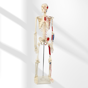 Modèle de <span class=keywords><strong>squelette</strong></span> humain amovible en plastique PVC de 85 cm avec nerfs, modèle d'enseignement scientifique médical - Product Image 1
