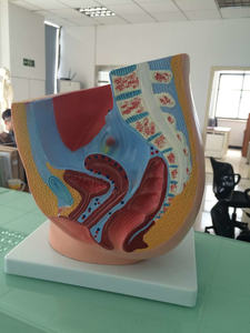 Modelo Anatómico Sagital Femenino de PVC ADA-A1086 para Escuelas de Medicina y Entrenamiento en Ciencias Anatómicas, Origen Shanghái - Product Image 4