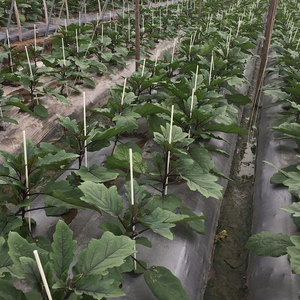 Varilla trepadora de frijoles de tomate de palo de soporte de planta de fibra de vidrio agrícola de alta calidad - Product Image 5