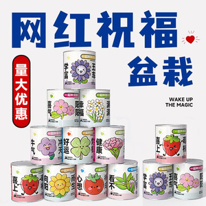 Boîte Mystère Végétale : Cadeau pour Enfants, Fleurs en Pot d'Intérieur Faciles d'Entretien, Plantes de Bureau Écologiques, Idéal pour la Fête des Enfants - Product Image 5