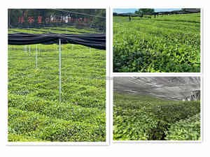 Poudre de Matcha Biologique Certifiée UE, Thé Vert Frais, Qualité Culinaire Supérieure, Poudre de Thé Instantanée pour la Pâtisserie - Product Image 6