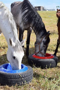 Alimentador de <span class=keywords><strong>caballos</strong></span>, cubo, bañera, 20L, neumático redondo, alimentador de animales de granja - Product Image 6