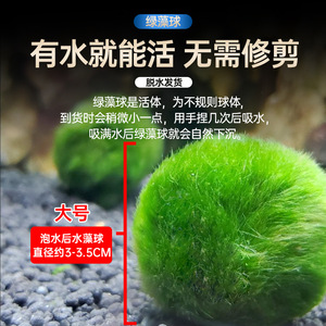 <span class=keywords><strong>Bolas</strong></span> de Musgo <span class=keywords><strong>Marimo</strong></span> Vivas de 2 o 7 cm, Algas Verdes Naturales para Decoración de Acuarios Ecológicos, Venta al por Mayor Disponible - Product Image 6