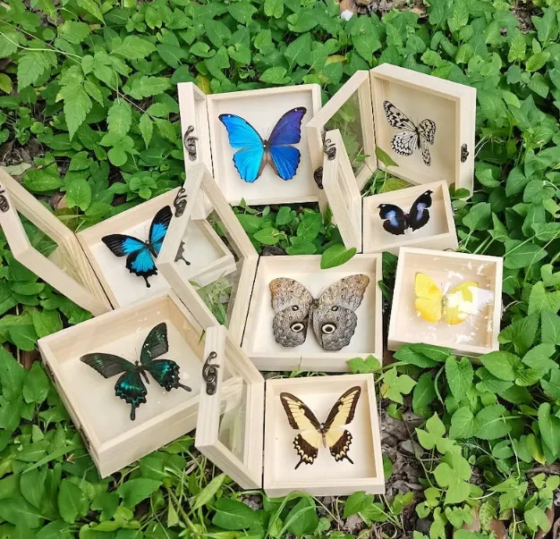 Artisanat naturel de haute qualité décor à la maison affichage de cadeau taxidermie préservé véritable spécimen de papillon boîte en bois encadrée