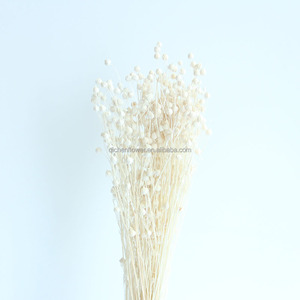 Frijol de Acacia Seco Teñido QC, Ecológico, Duradero, Hecho a Mano, Suministros para Floristería, Origen Yunnan, China, Decoración para Bodas - Product Image 4