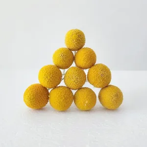 Flores y Plantas Secas al por Mayor de Fábrica para Decoración del Hogar: Craspedia y Billy Balls Secos - Product Image 5