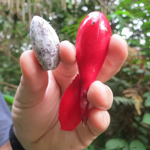 100g en gros, fruits d'Aframomum Melegueta séchés de haute qualité, poivre de Guinée, grains de paradis bruts naturels séchés au soleil - Product Image 5