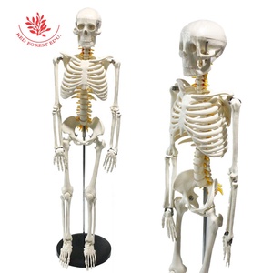 <span class=keywords><strong>Esqueleto</strong></span> humano médico, modelo de <span class=keywords><strong>esqueleto</strong></span> de 85 cm, nervios espinales, raíz de la arteria cervical roja y <span class=keywords><strong>el</strong></span> nervio espinal amarillo - Product Image 1