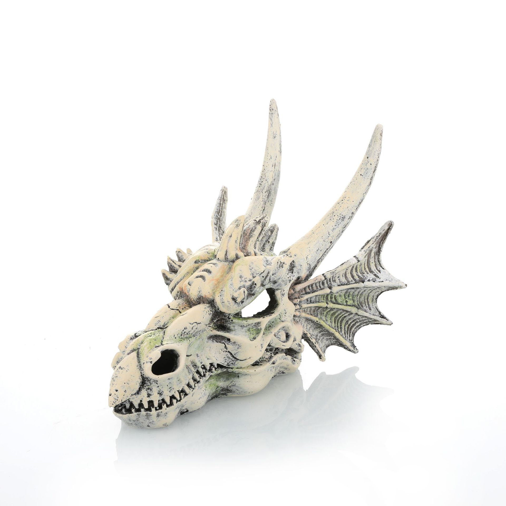 Crâne de tête de dragon gr1381-28 boîtes par carton