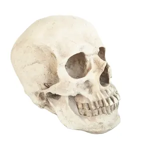 人类头骨复制模型白色树脂头骨雕像