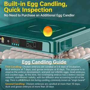 Incubateur spécialisé à température et humidité constantes, adapté aux œufs géants à couver, incubation professionnelle - Product Image 4