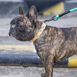 Benutzer definierte taktische Muster PU Hunde halsband Einzigartiges Design Moderne Cartoon Spikes Nieten Haustier halsband Dekorative Hardware Zubehör Hund - Product Image 3