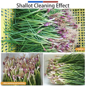 Máquina de lavado, secado por aire y corte de cebollín y cebolla verde; Máquinas de limpieza y corte de cebollín - Product Image 4