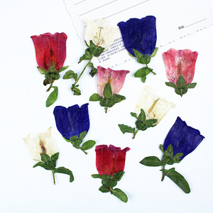 Fleurs de clochettes séchées naturelles pressées pour la fabrication de bijoux DIY, accessoires d'artisanat en résine époxy, spécimen de plante véritable - Product Image 3