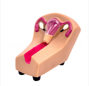 แบบจำลองฝึกหัดอุ<span class=keywords><strong>ป</strong></span>กรณ์สอดในมดลูกสำหรับผู้หญิง ทำจากวัสดุ<span class=keywords><strong>พ</strong></span>ีวีซี สำหรับการฝึกอบรมทางสูตินรีเวช การวาง<span class=keywords><strong>แผน</strong></span>ครอบครัว และการตร<span class=keywords><strong>ว</strong></span>จวินิจฉัย - Product Image 4