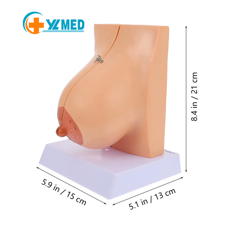 Lactating Female Breast Model PVC Anatomical
