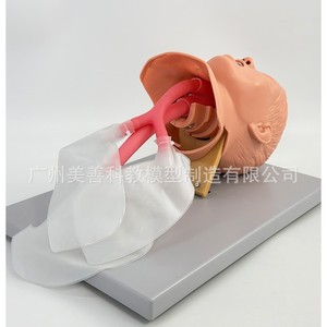 Modelo de intubación endotraqueal pediátrica; Modelo de cuidado materno-infantil; Modelo de entrenamiento de habilidades materno-infantiles 15/3 - Product Image 4