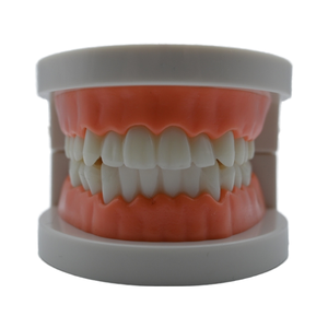 Tandmodel voor studenten, lesmateriaal, 28 tanden/ tandmodel voor onderwijs - Product Image 5