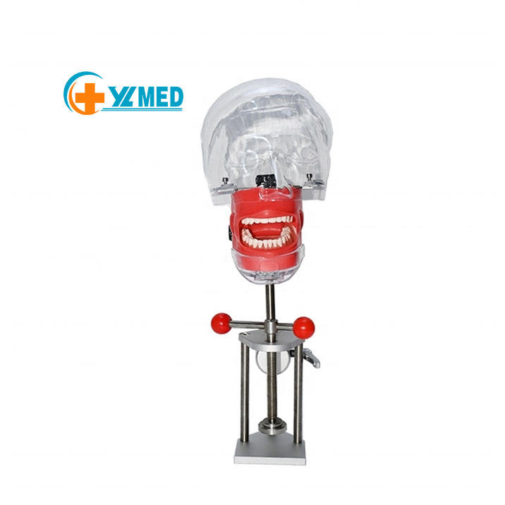 Bench Mount Dental Manikin Phantom Head Dental Patient Simulator Typodont Compatible With Nissin Kilgore Frasaco 2478 - View #6