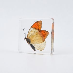 Espécimen de Mariposa Real en Resina, Artesanía Artística, Decoración, Regalo, Recuerdo, Adorno Creativo - Product Image 5