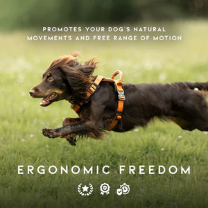 2025年新型アウトドア探検犬用ハーネス、Y型調節可能ナイロン製、ソフトパッドと通気性機能付き、アクティブなペット向け - Product Image 3