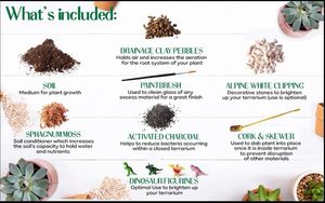 Kit de terrarium en verre parfumé diverses plantes racine moyenne boîte-cadeau encourageant la créativité scientifique pour les enfants adultes utilisation suspendue - Product Image 2