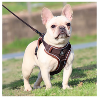 C044 Correa de Seguridad Ajustable para Perros y Gatos, Resistente al Desgaste, de Poliéster, para Exteriores, con Cierre de Hebilla, Nueva y en Oferta