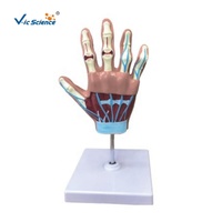 Modèle anatomique de main pour l'arthrite rhumatoïde et l'arthrose - Modèle articulaire scientifique médical avec squelette en PVC