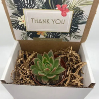 Carton en papier personnalisé boîte d'expédition d'emballage de plantes vivantes carton ondulé en papier kraft boîte d'expédition en pot pour plantes