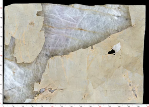 Panneau mural de panneau de <span class=keywords><strong>granit</strong></span> de patagonie de luxe, <span class=keywords><strong>prix</strong></span> d'usine, carreaux de <span class=keywords><strong>granit</strong></span> pour Villa - Product Image 6