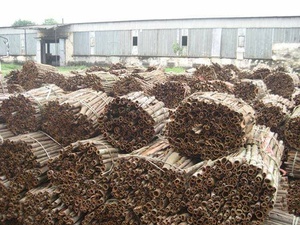 Vietnam Cannelle en gros Le meilleur prix ANGLE - Product Image 4