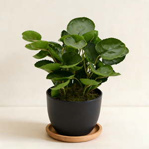 Yüksek Kaliteli Yapay Yuvarlak Yapraklı Bonsai Para Ağacı Sahte Fabian Aralia Plastik Bitki Saksıda İç Mekan Masa Üstü ve Raf Dekorasyonu İçin - Product Image 3