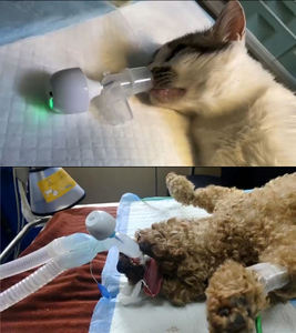 Dispositivo di Allarme Respiratorio per Animali Domestici, Monitor del Sonno per Cani e Gatti, Invia Avvisi per Apnea e Respirazione Anormale, Tranquillità per i Proprietari degli Animali - Product Image 2