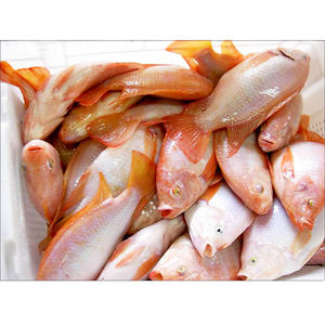 ปลานิลสีแดงพรีเมี่ยมปลานิลอินทรีย์ทั้งชิ้นใหญ่จากประเทศจีน - Product Image 3