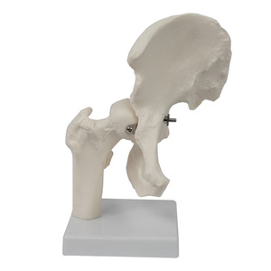 Modèle personnalisé de joint de hanche humaine naturelle, modèle d'anatomie squelettique médicale mobile avec os fémoral et iliaque pour l'orthopédie - Product Image 4