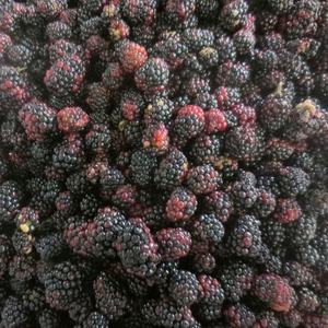Gefrorene Brombeere IQF Gefrorene Früchte Frische Bulk Bio Brombeeren zu verkaufen - Product Image 5