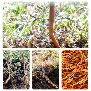 Haute Qualité Cordyceps Fleurs Cuisine Chinoise Cuire Soupe Cordyceps Fleurs Cordycepts Champignons Boodied - Product Image 5